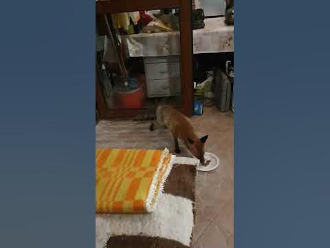 Ловци се грижат за лисица в Три водици - YouTube