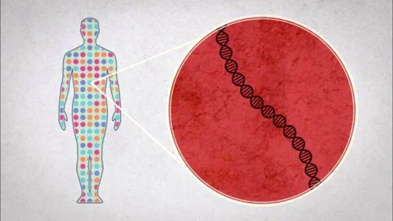 Human Genome Project Genome project, Human genome, Projects