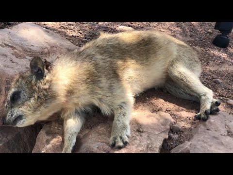 صيد وطبخ الوبر البري الذ مرقة صيد الوبر يتغذى على الاعشاب وعلى اوراق الشجر