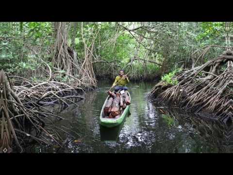 Los manglares: ecosistemas para la vida