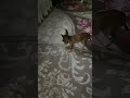 #зайка #чихуахуа #котопес #чихуавдоме #собакен #новаяигрушка