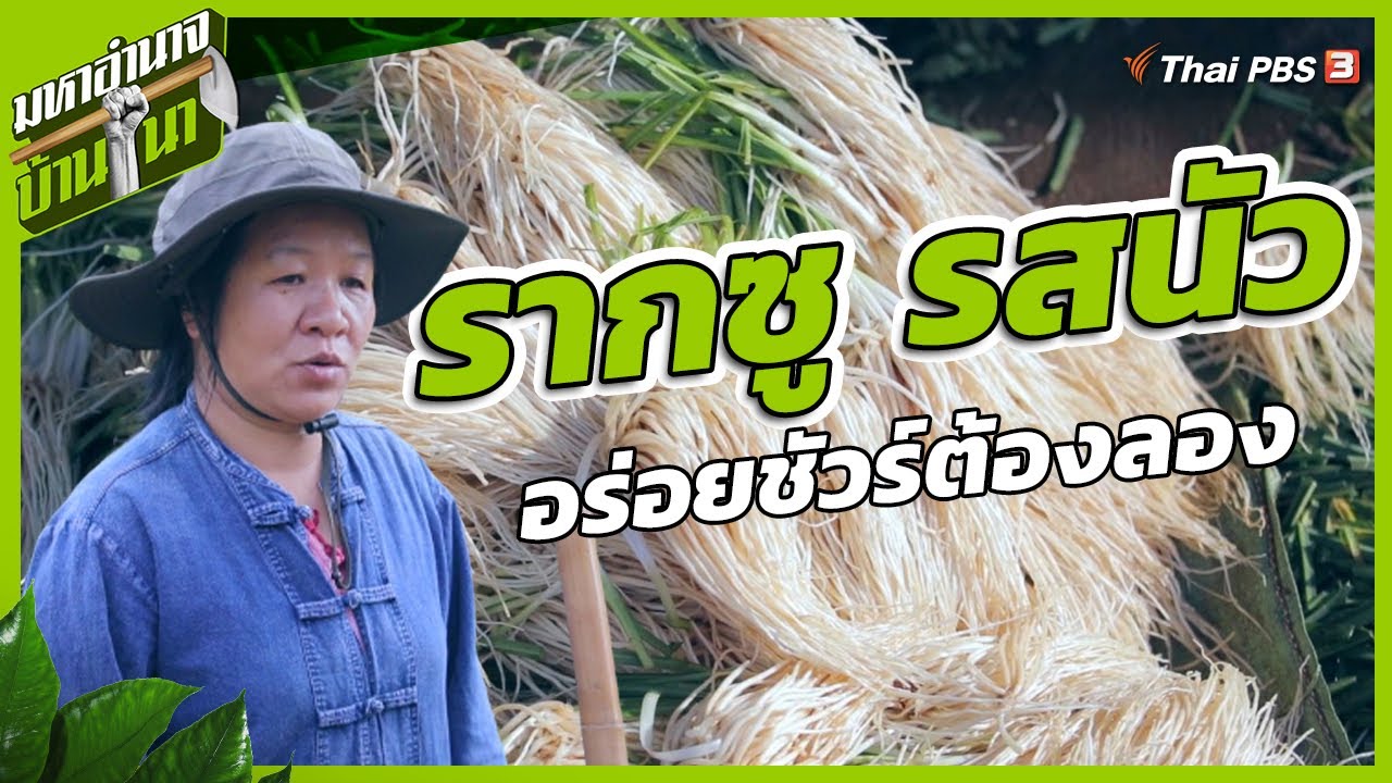 รากซูรสนัว อร่อยชัวร์ต้องลอง | มหาอำนาจบ้านนา