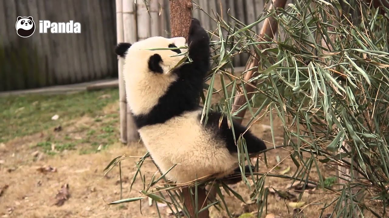 Clumsy Panda Baby Falls Off The Tree...