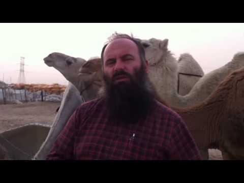 Video: Pse Deveja Quhet Mbreti I Shkretëtirës