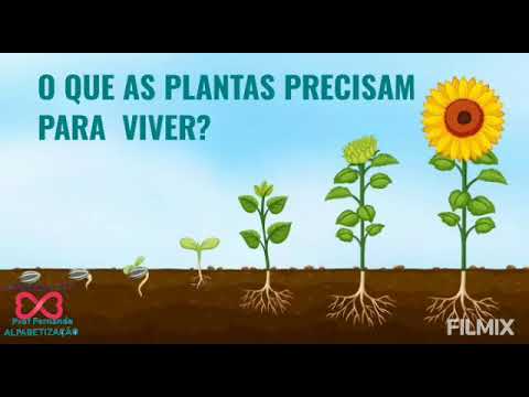 Vídeo: O Que Plantas E Animais Precisam Para Viver