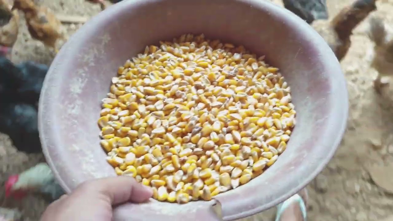 BREVE COLOCAREI PRA CHOCAR | SÍTIO COM JAVEH 