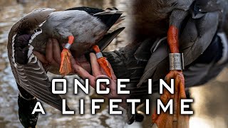Once in a Lifetime Duck Hunt (JACK MINER)