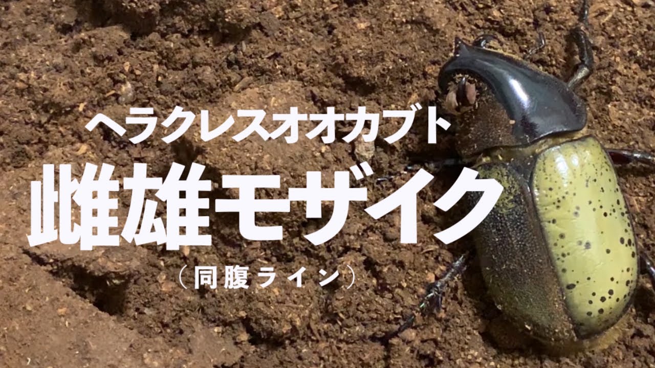 雌雄モザイク（同腹個体）から雌雄モザイクは羽化するのか