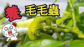 养毛毛虫日记(二) My Pet Worm~ Jin and Bro DIY