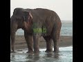 Single tusker elephant | 単牙象 | Save elephants | Wild tusker elephant | Wildlife | Animals #shorts