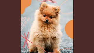 Urbane Dog Rewards