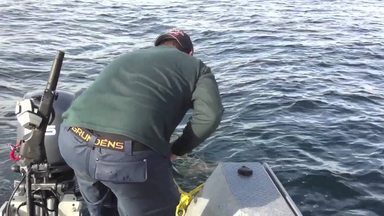 Halibut Fishing Kachemak Bay, Alaska YouTube