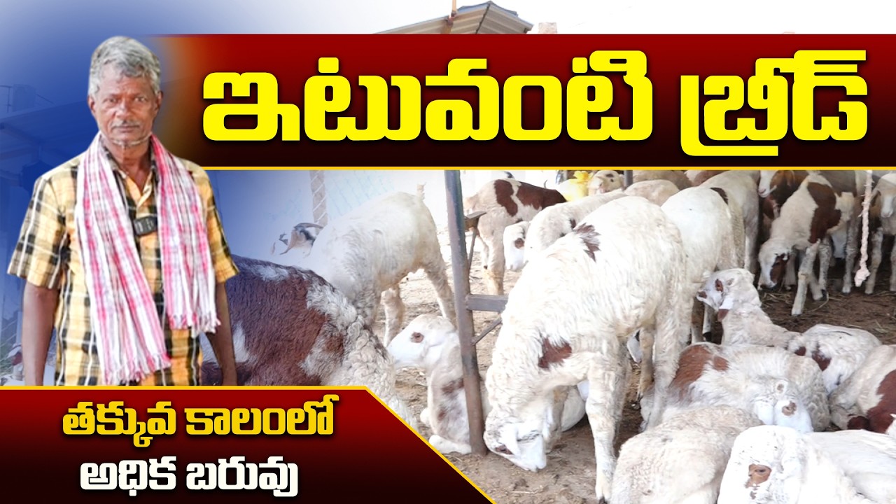 ఇటువంటి బ్రీడ్ తక్కువ కాలంలో అధిక బరువు | Sheep Farming | Kiran TV Rythu