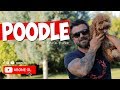 Köpek Irkları - Poodle の動画、YouTube動画。