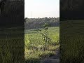 #nasehat #sawah #pemandanganbagus #automobile #pemandanganalamyangindah