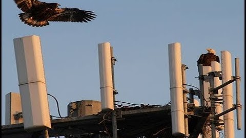 Bird Nesting on Cell Towers
