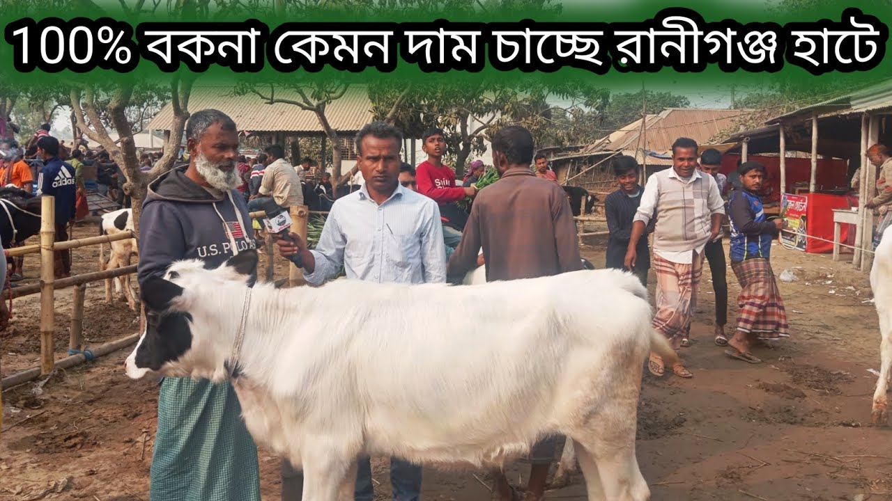 ৩ফেব্রুয়ারি ২০২৬| ফ্রিজিয়ান ক্রস বকনা রানীগঞ্জ হাটে কেমন দামে বেচাকেনা হচ্ছে দেখুন!