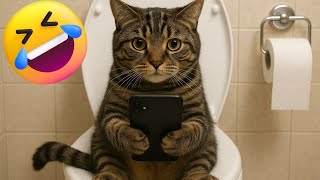 Funny Cats - Funny and Cute Cats Videos Compilation in 5 Minutes
