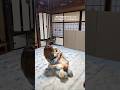 ボクとママの幸せな時間　 #shiba #柴犬