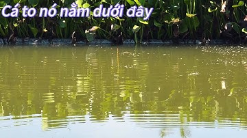 ✅ Đi rình con cá rô phi 4kg ở cái hồ nước sâu 3m SÀI GÒN | DUY FISHING