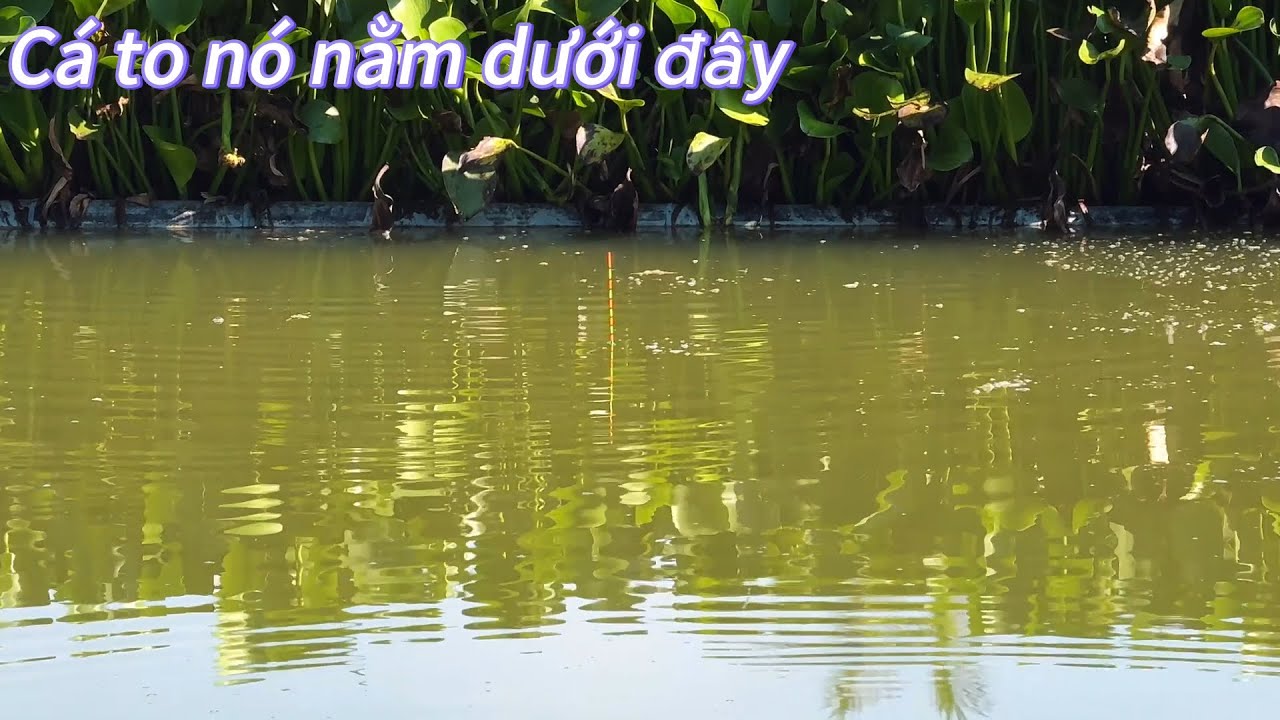 ✅ Đi rình con cá rô phi 4kg ở cái hồ nước sâu 3m SÀI GÒN | DUY FISHING