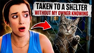 I Took My Neighbors Cat to the Animal Shelter🤷🏻‍♀️
