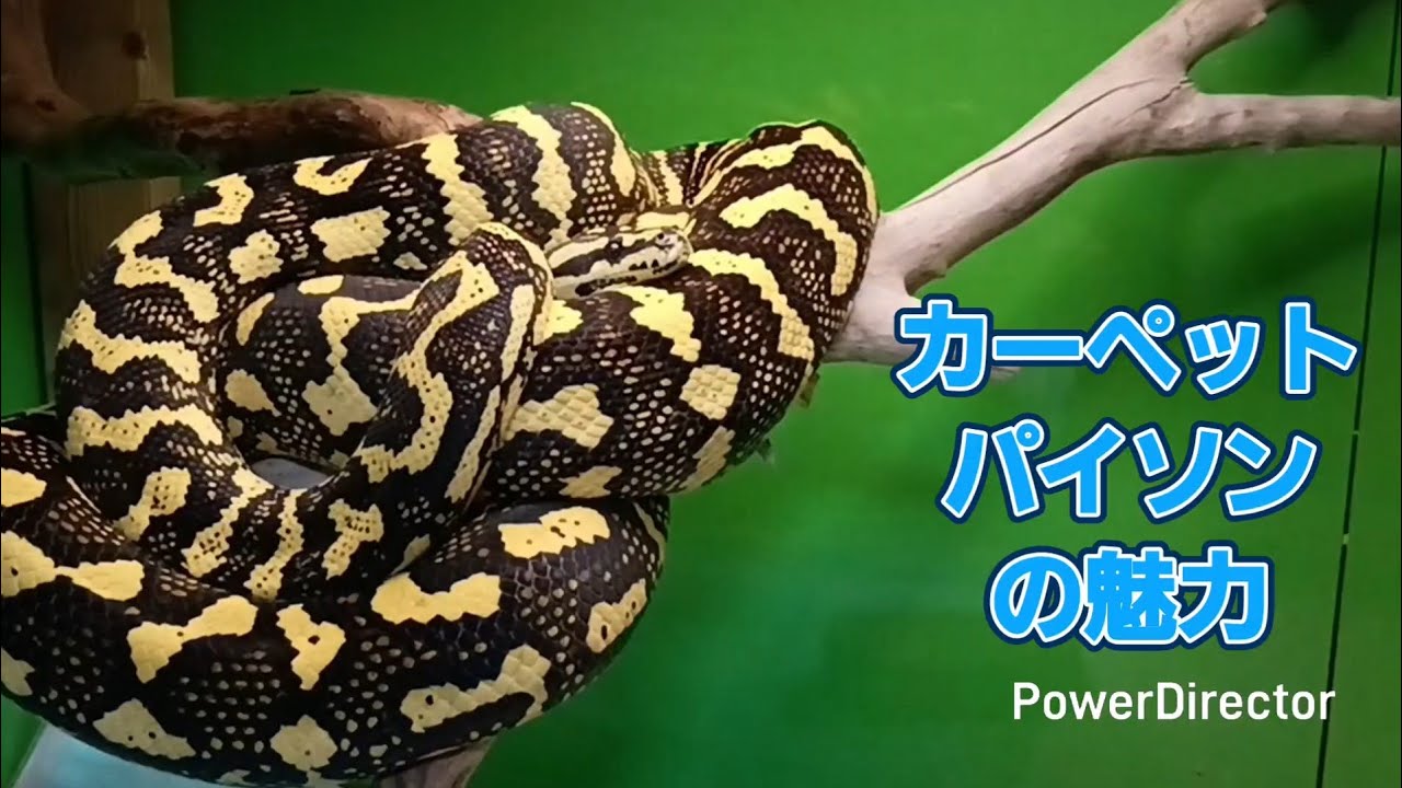 I want people who don't own carpet pythons to see this. - YouTube