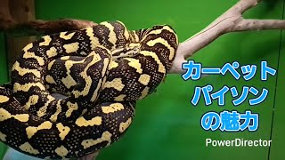 I want people who don't own carpet pythons to see this. - YouTube