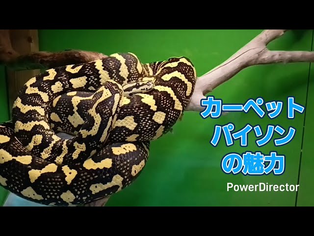 I want people who don't own carpet pythons to see this. - YouTube