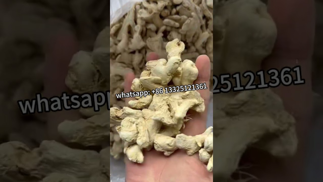 Dry ginger for Export! Whatsapp: +86 13325121361