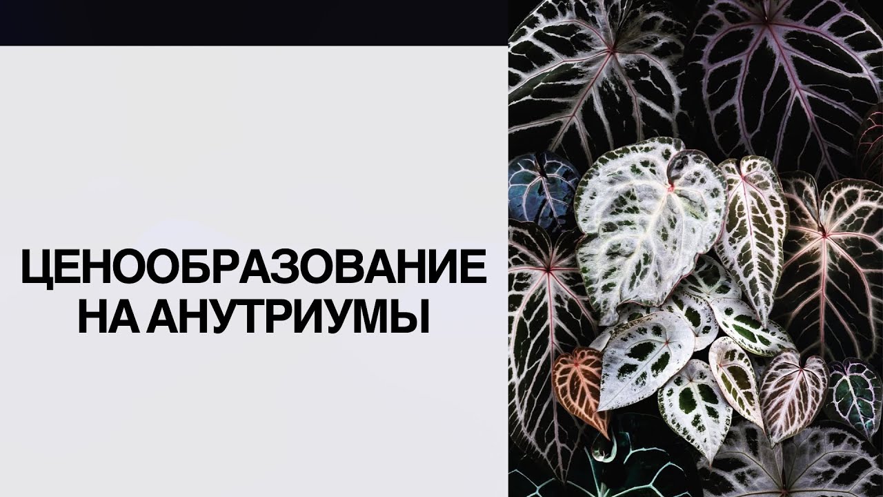 Ценообразование на рынке Антуриумов