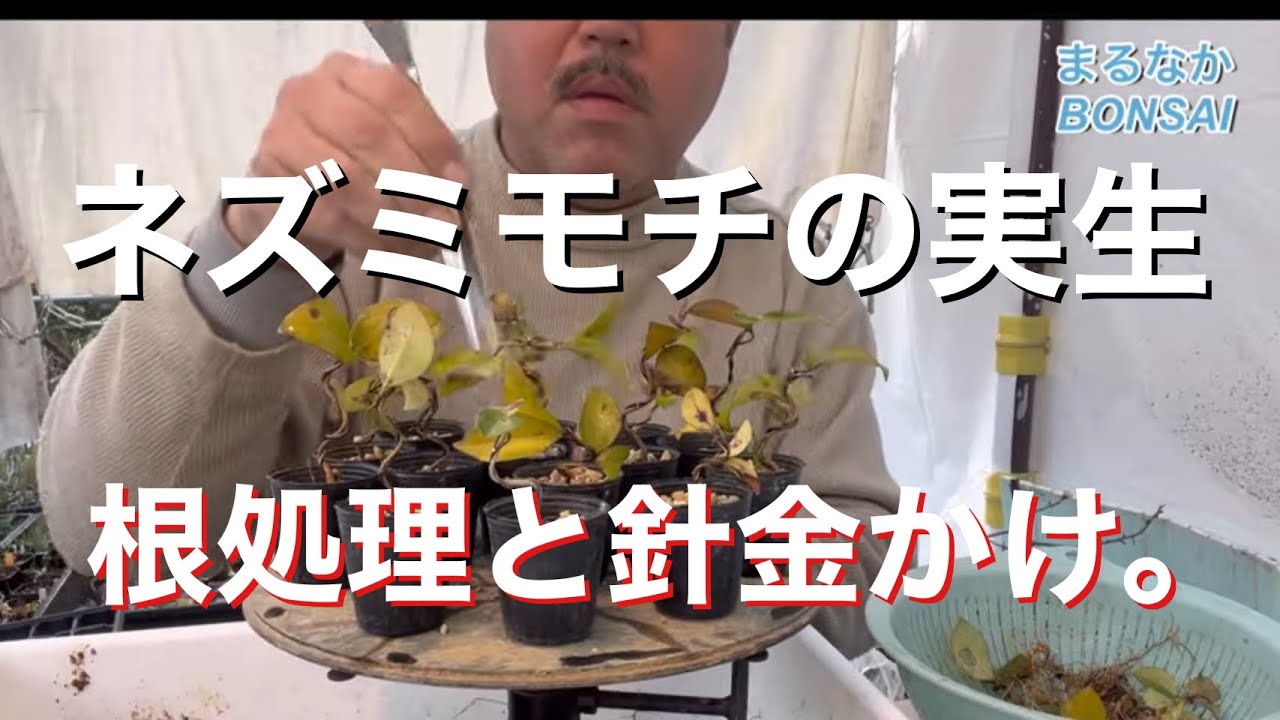 173 ネズミモチの実生、根処理、針金かけ。 ‪@bonsai1007‬ 【ミニ盆栽
