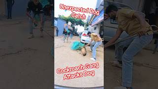 Cockroach Gang Street Dog Catching #dog #cockroach #animalstvvlog #rescue #animals