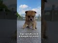 5 Behaviors Dogs Show Only To Owners They Love (And What They're Actually Thinking)