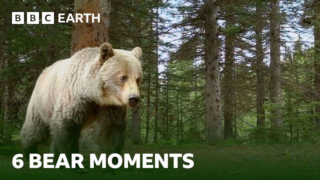 Extraordinary Bear Moments
