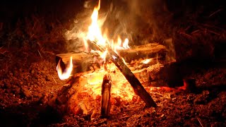 Forest of wingの配信のサムネイル画像