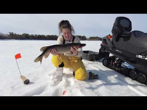 ЧУМА ЩУКИ Эпизоотия Опасно ли для людей Что делать Как быть PIKE PLAGUE Epizootic fishing