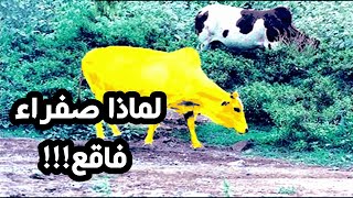 قصة بقرة بني اسرائيل ولماذا اختارها الله صفراء فاقع ؟