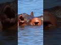 Today in the Kruger Park 251006  #wildlife #africannationalpark #elephant #africannationalpark