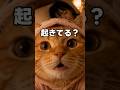 いろいろ大変だよね? #猫動画 #元気になる動画 #かしわねこ #cat #好きな子猫 #cute #子ネコ #pets #猫好きさんと繋がりたい #癒やし