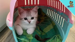 Wir haben Katzenbabys! | Tag 1 Ankunft & Erkunden der Kitten