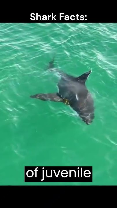 SharkFacts pt.45 Great White Shark Feeding Habits: What Do They Eat