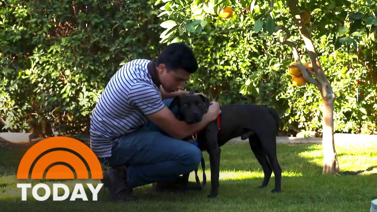 Dog Reunites With Owner After Surviving A Wildfire, Blizzard, Fourth ...