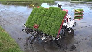 令和4年産 新潟県産コシヒカリ「俺の米」田植えが始まっています！！