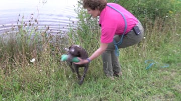 4 yo German Shorthaired Pointer retrieving dummy from far bank across water