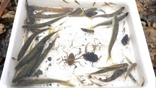 琵琶湖水系の魚類、甲殻類、水生昆虫を大量捕獲っ【ガサガサ】