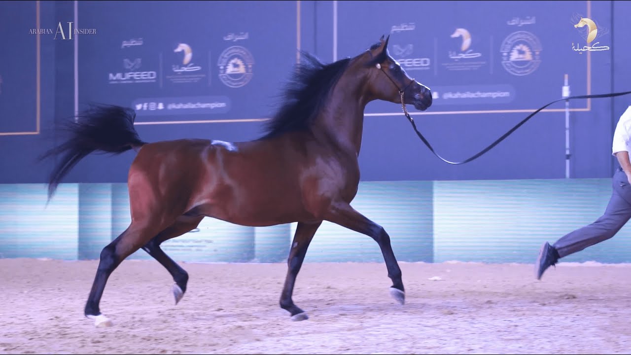 🇸🇦 KINGDOM ARABIAN HORSE FESTIVAL⁣ - 📌 Day 4