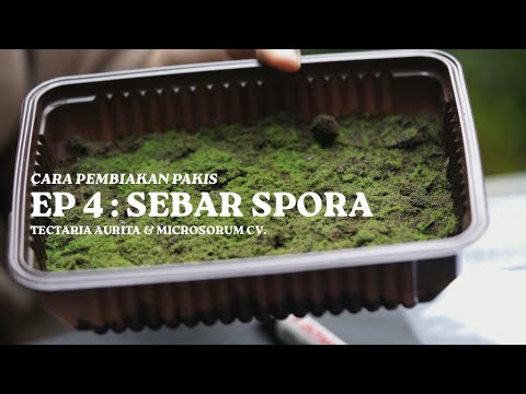 Video: Pembiakan Spora Pakis - Cara Membiak Tumbuhan Pakis