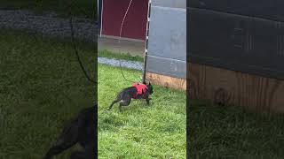 This Dog Came In 2Nd For Wall Climb