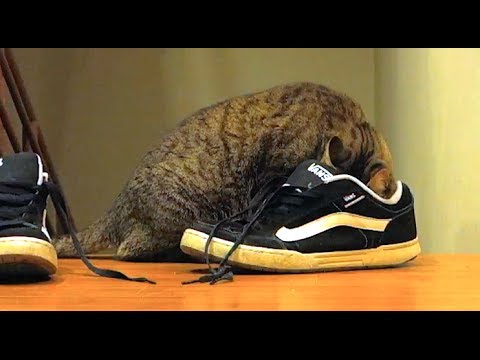 funny cats sleeping in weird positions compilation 2014 funnyplox Mean Kitty EATS SHOES!